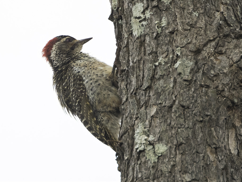 Speckle-throated Woodpecker
