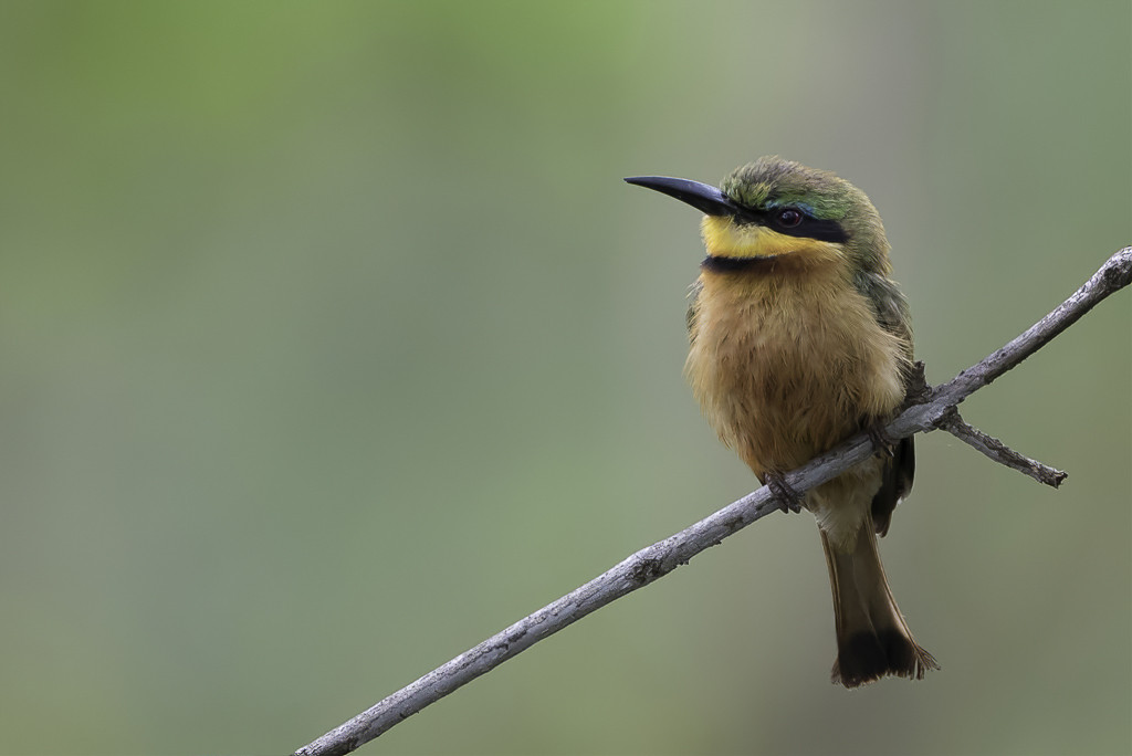 Little Bee-eater
