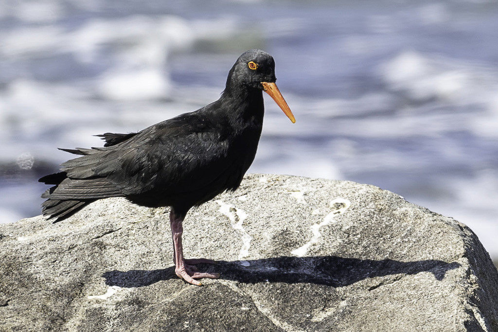 African Oystercatcher