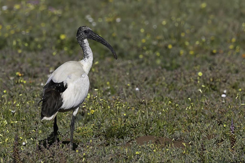 African Sacred Ibis