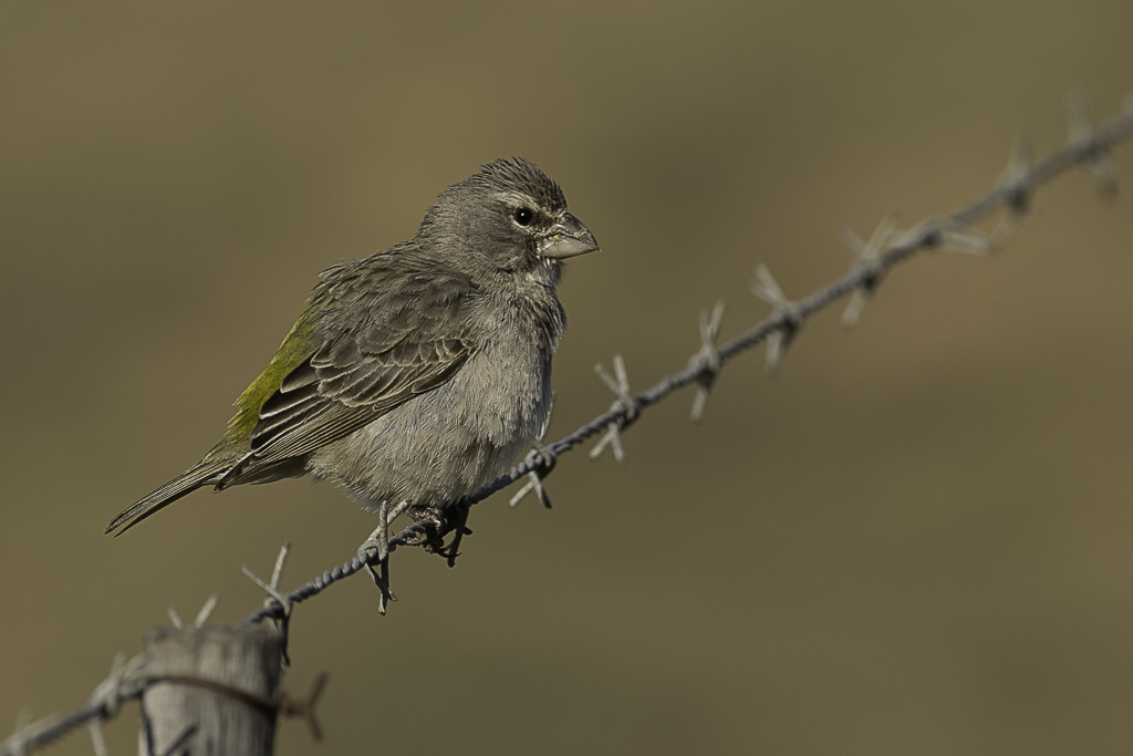 White-throated Canary