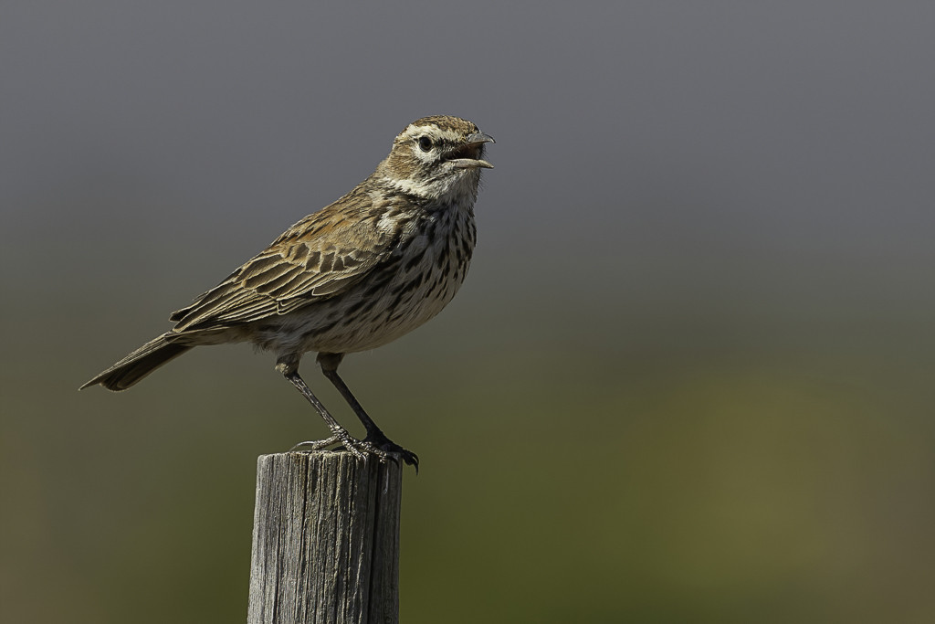 Karoo Lark