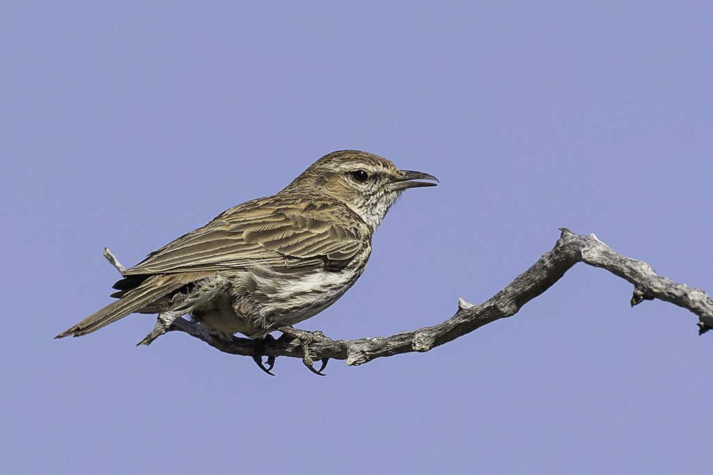 Karoo Lark