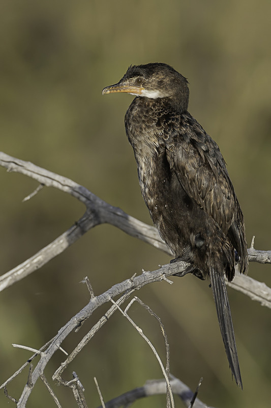 Reed Cormorant