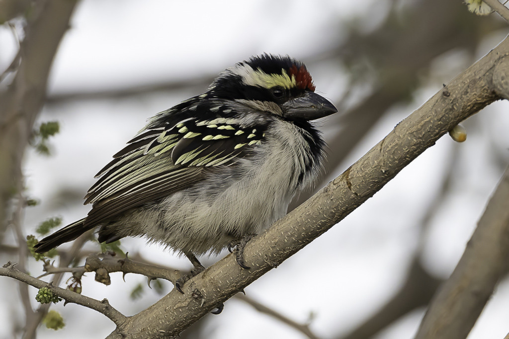 Acacia Pied Barbet