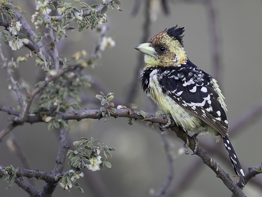 Crested Barbet