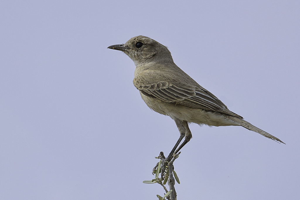 Chat Flycatcher