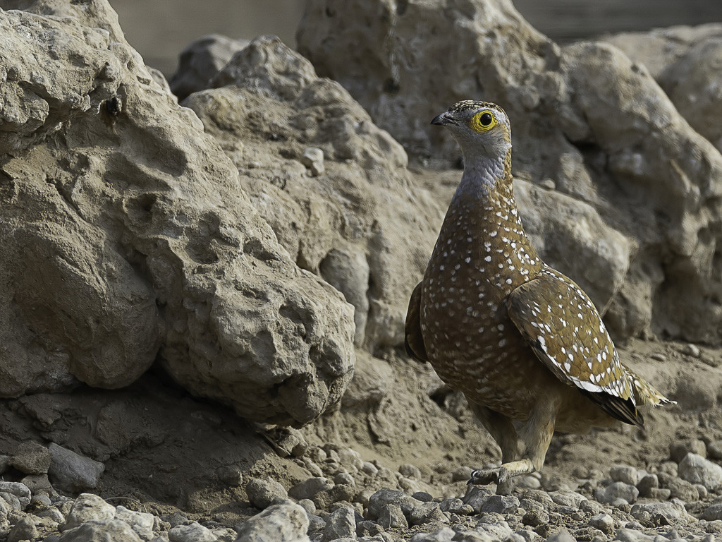 Burchell's Sandgrouse