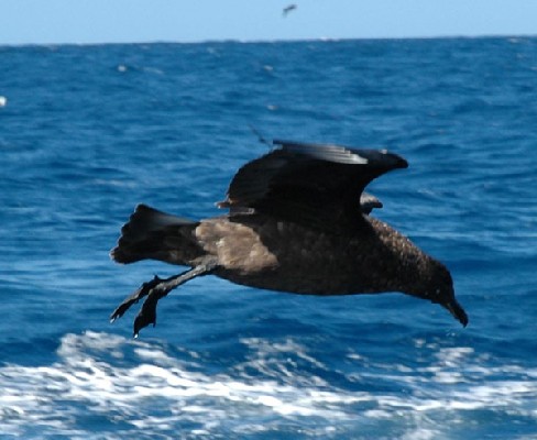 Subantarctic Skua