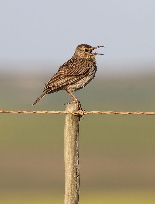 Agulhas Long-billed Lark