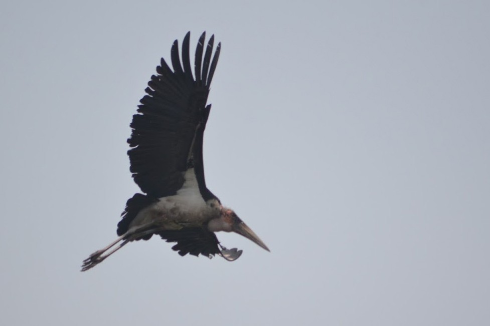 Marabou Stork