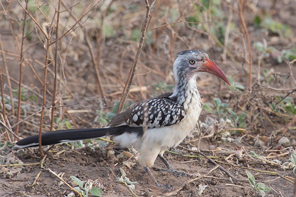 Southern Red-Billed Hornbill