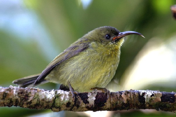 Olive Sunbird, sclateri subspecies