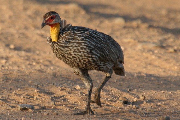 Yellow-necked Spurfowl