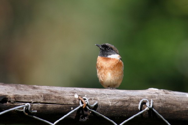 African Stonechat