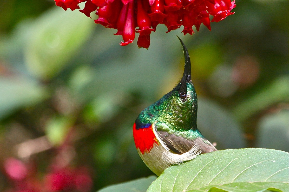 Miombo Sunbird, adult breeding male of the nominate ssp