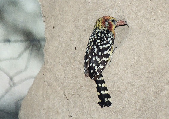 Red-and-Yellow Barbet