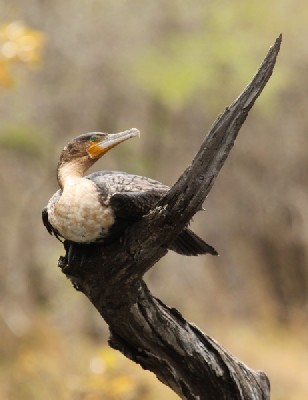 Great Cormorant