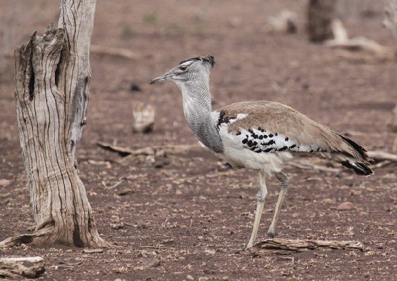 Kori Bustard