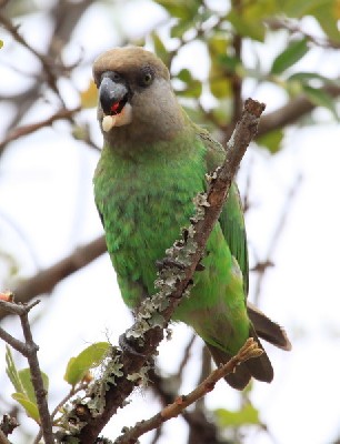 Brown-headed Parrot