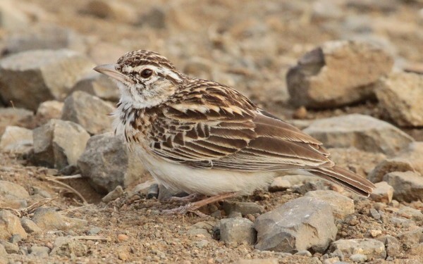 Sabota Lark
