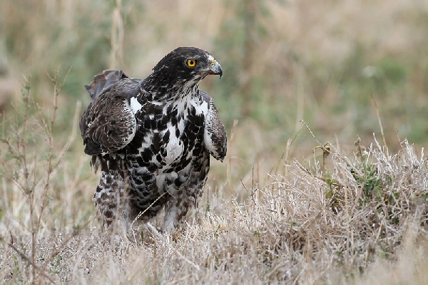 Ayres's Hawk-eagle