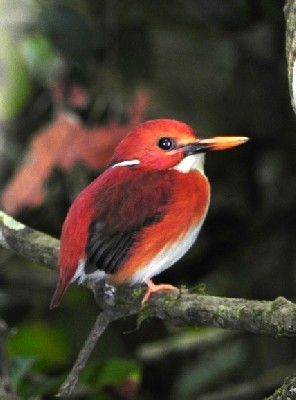 Madagascar Pygmy Kingfisher