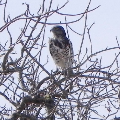 Short-toed Snake Eagle