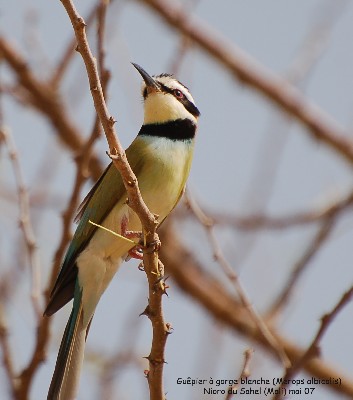 White-throated Be-eater