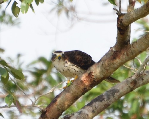African Cuckoo Hawk