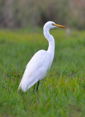 Intermediate Egret