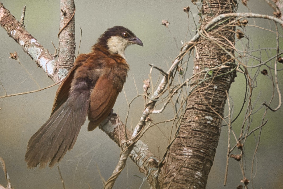 coucal 