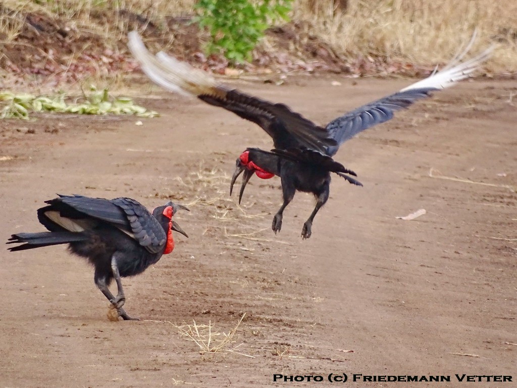Southern Ground Hornbill