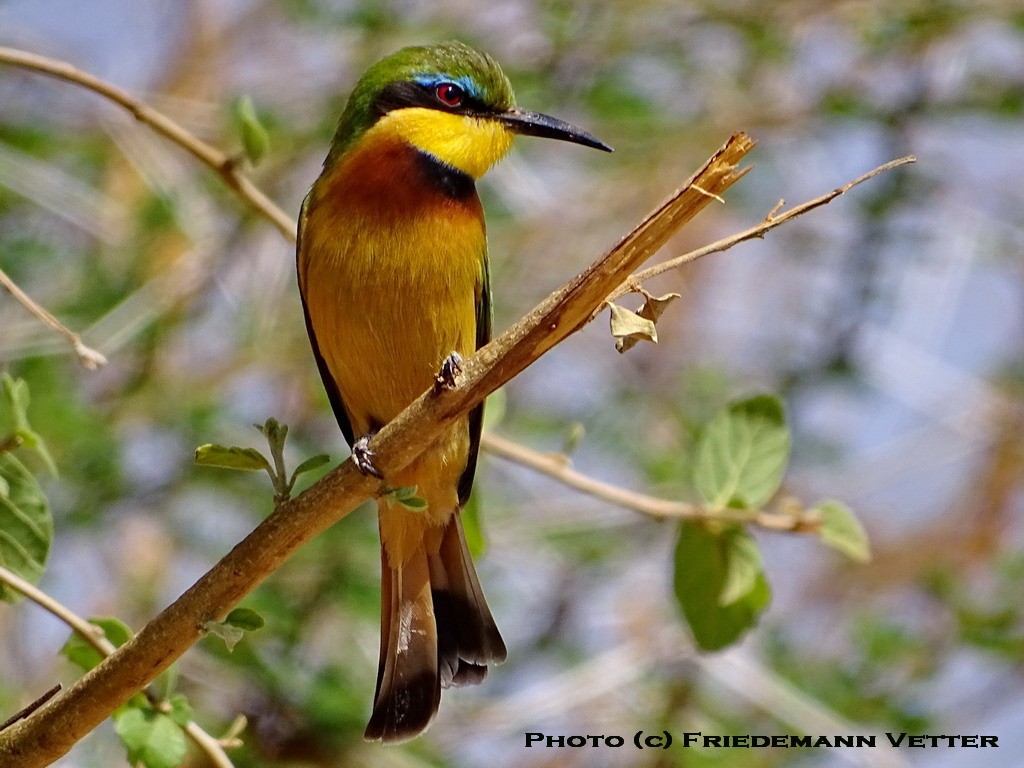 Little Bee-eater