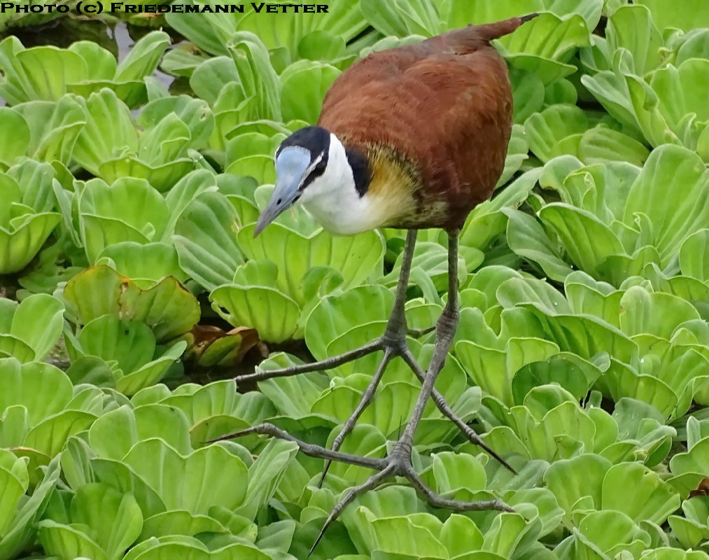 African Jacana
