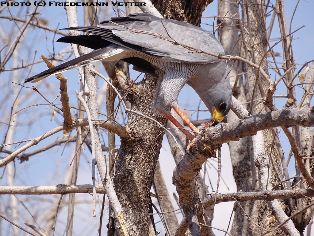 Eastern Chanting Goshawk feeding on a lizard