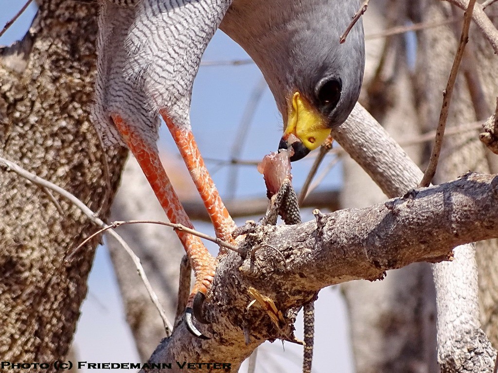 Eastern Chanting Goshawk feeding on a lizard