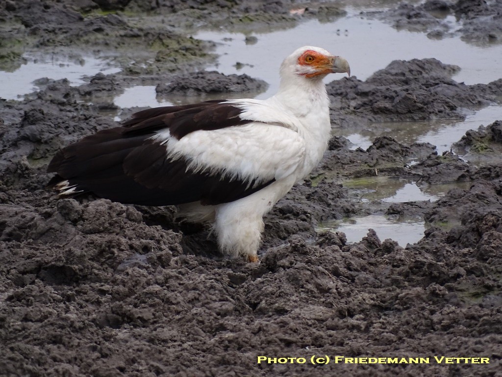 Palmnut Vulture