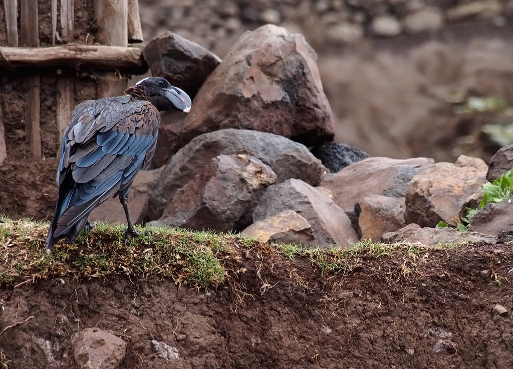  Thick-billed Raven