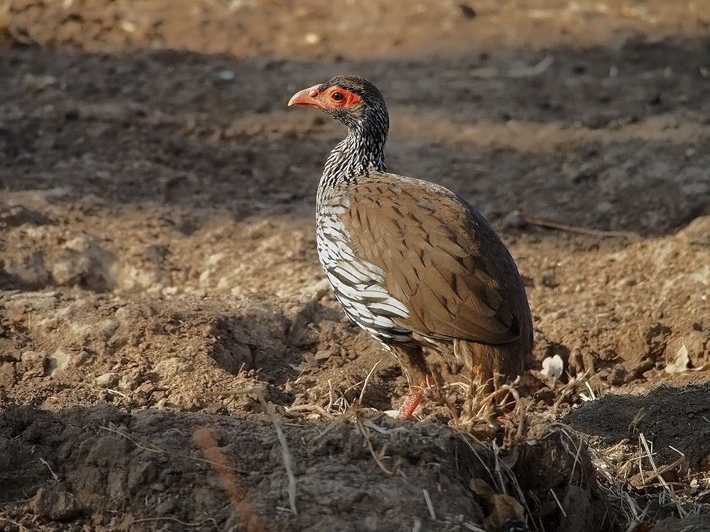 Red necked spurfowl