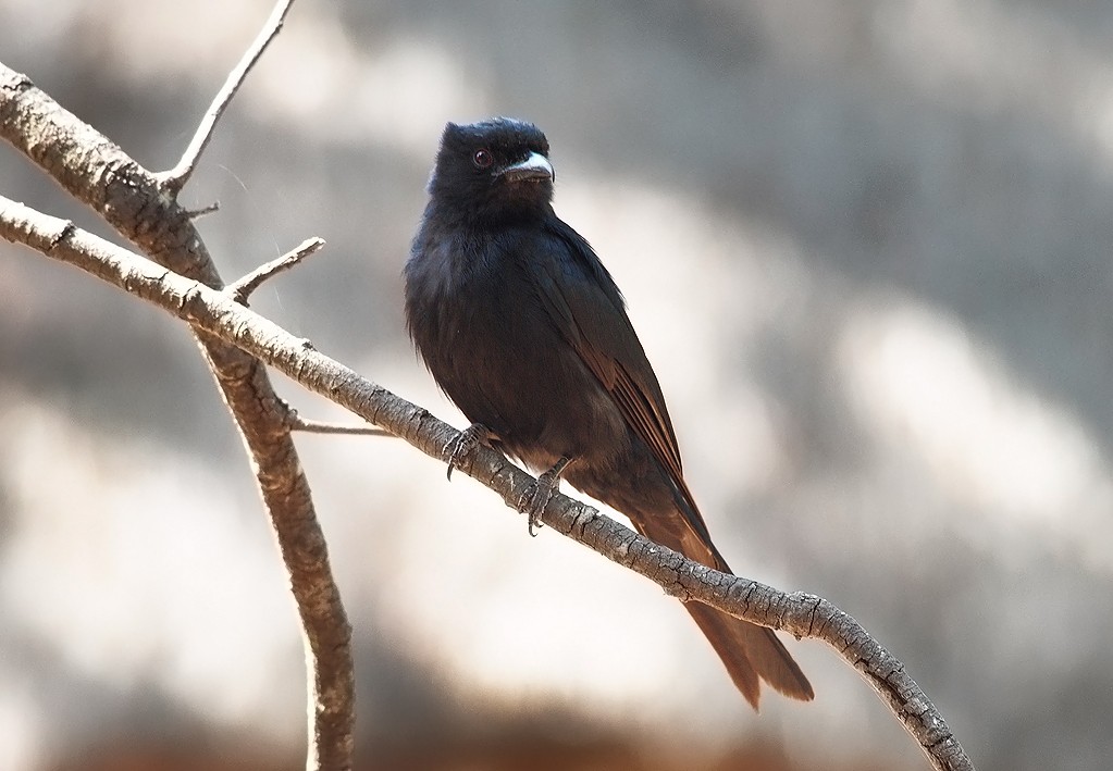 Fork tailed Drongo