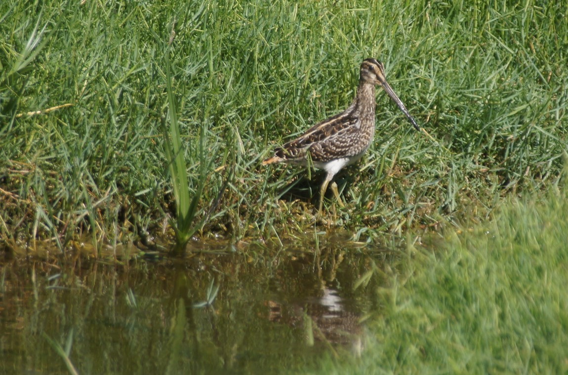 African Snipe