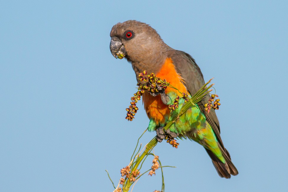 conspicuous resident