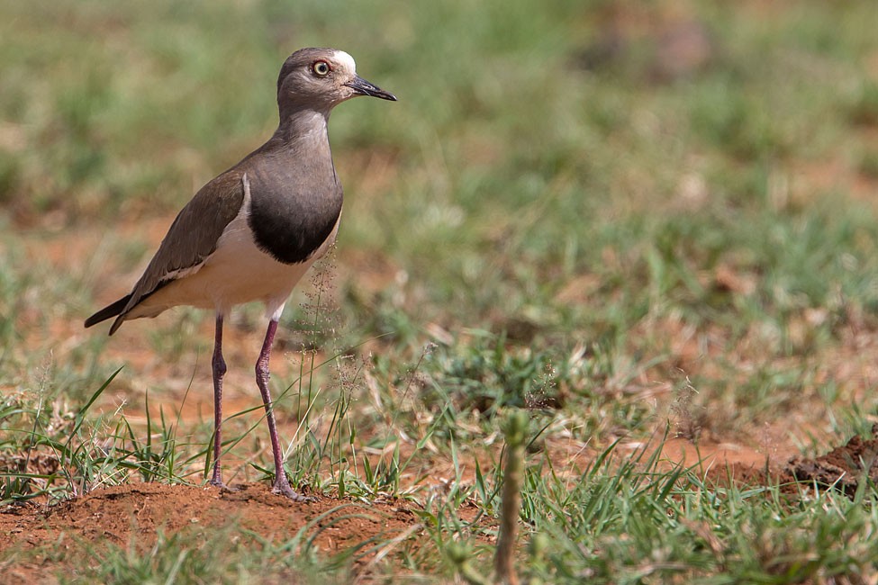 common resident