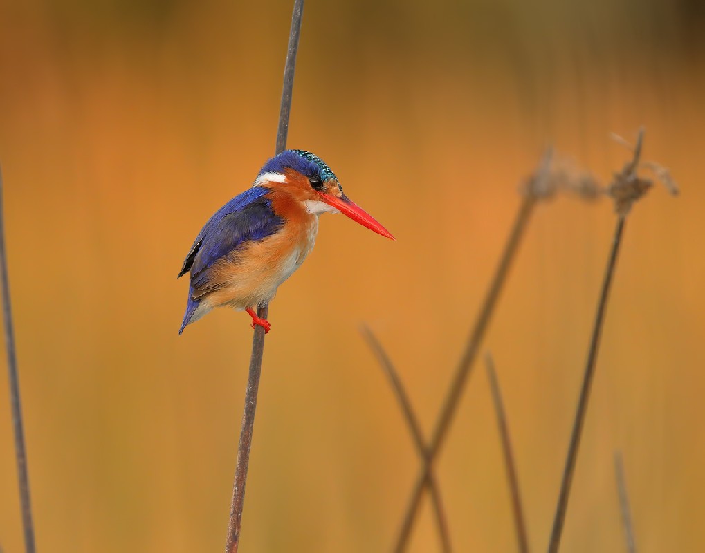 Malachite Kingfisher in late afternoon light