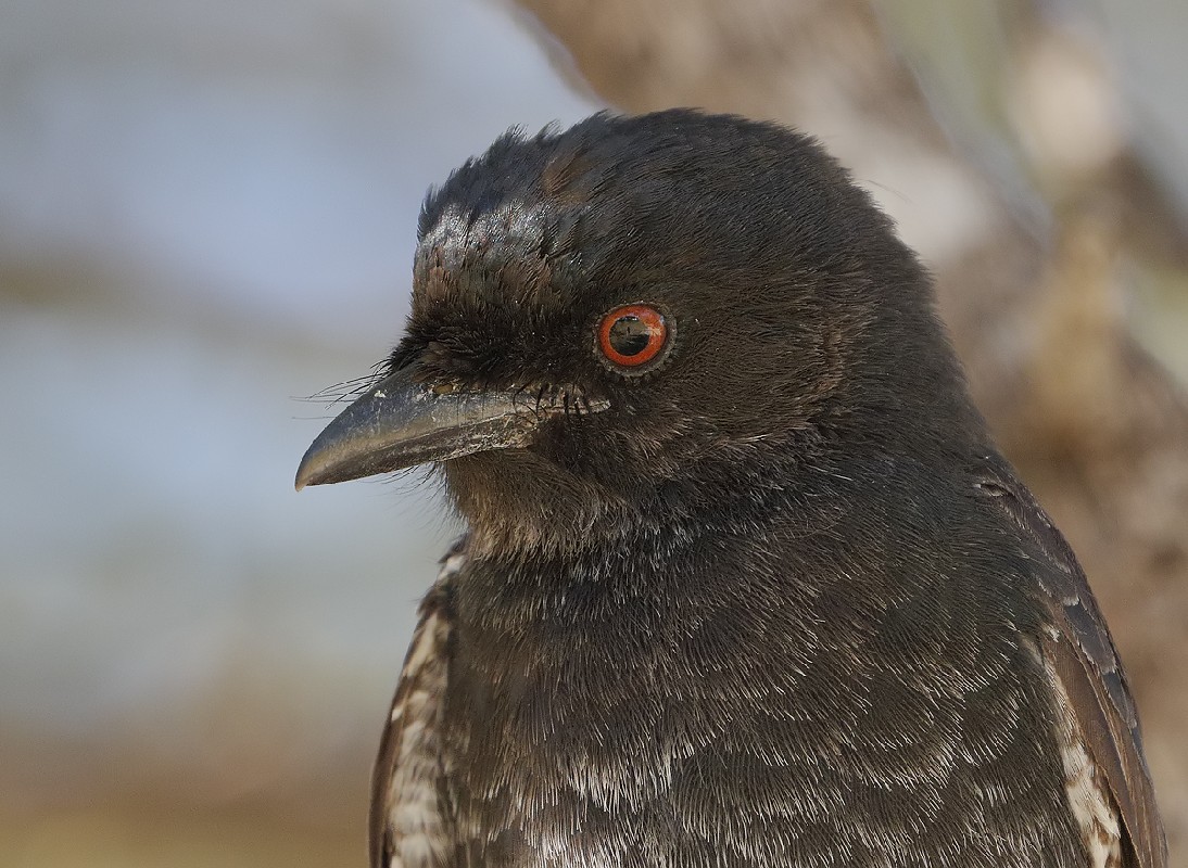 Fork-tailed drongo portrait