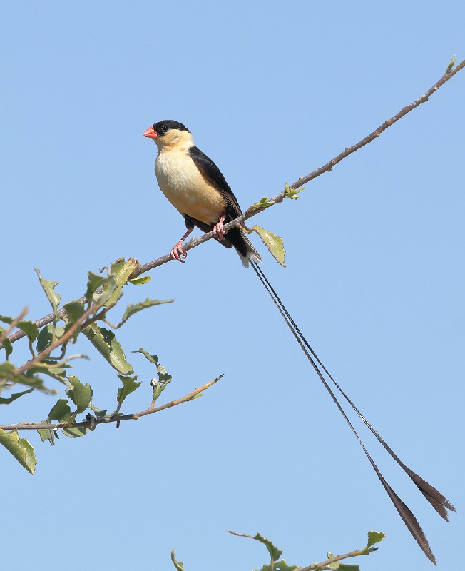 Shaft-tailed Whydah