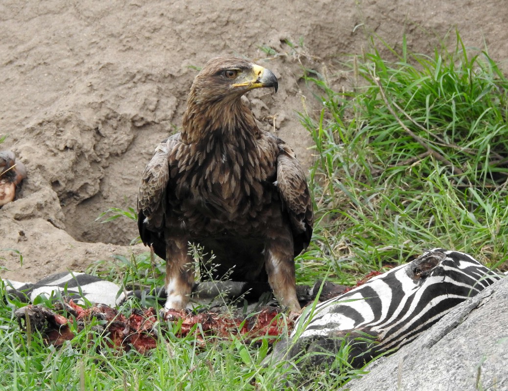 Tawny Eagle