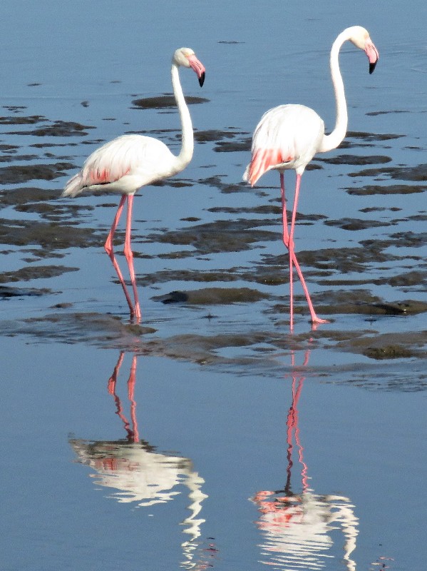 Greater flamingos at Walvis Bay lagoon