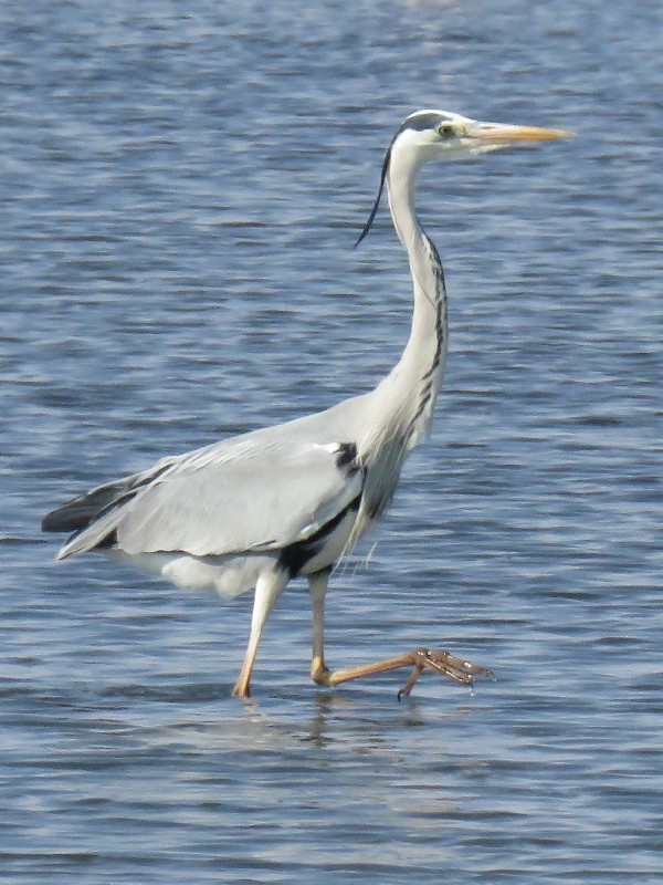 Grey heron at Walvis Bay lagoon